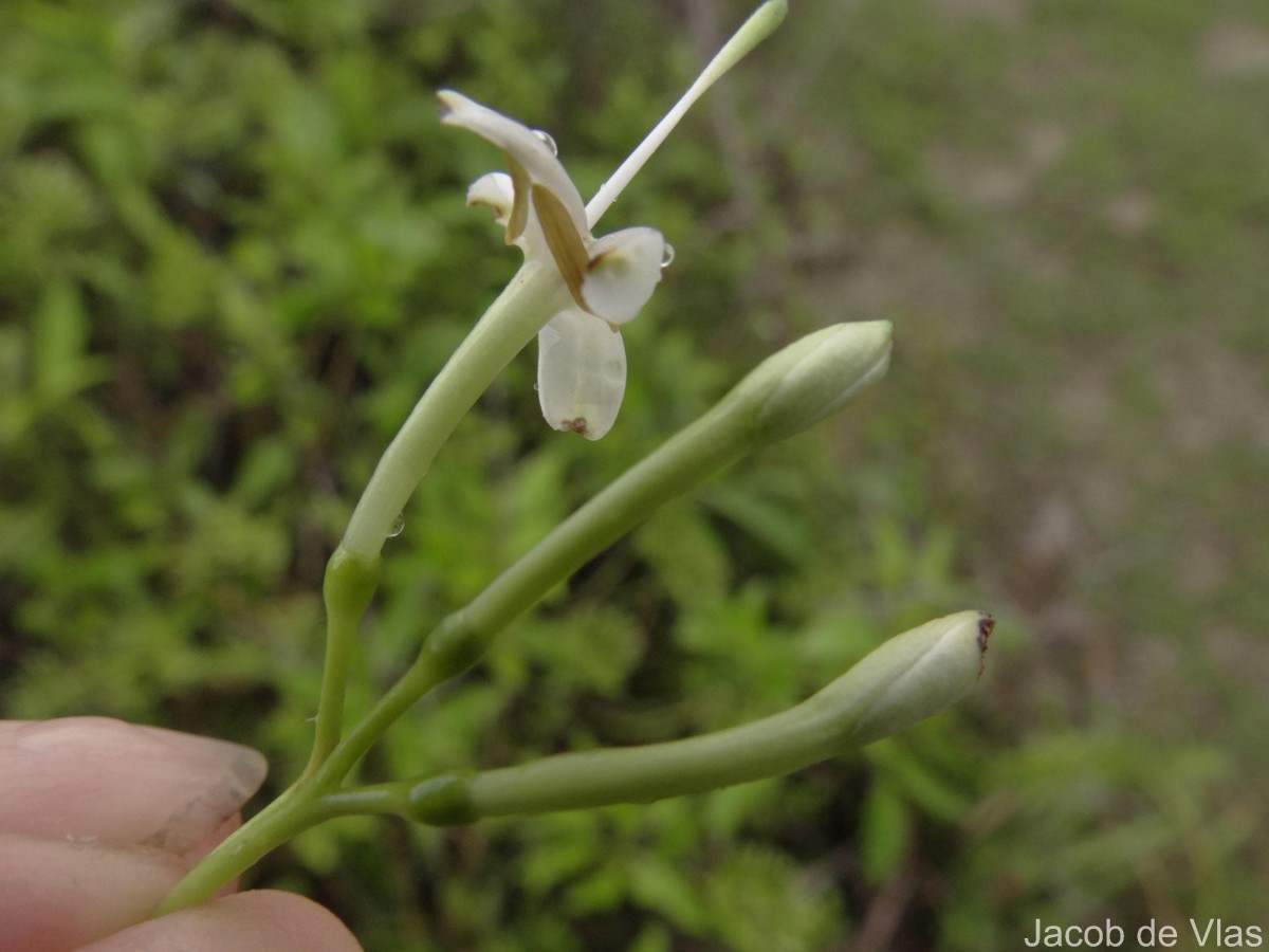 Pavetta indica L.